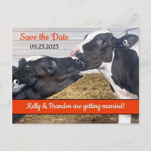 Kissing Calves Wedding Save the Date Postcard