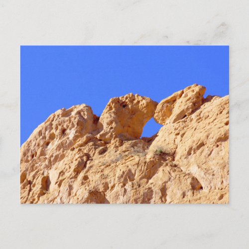 Kissing Camels Postcard
