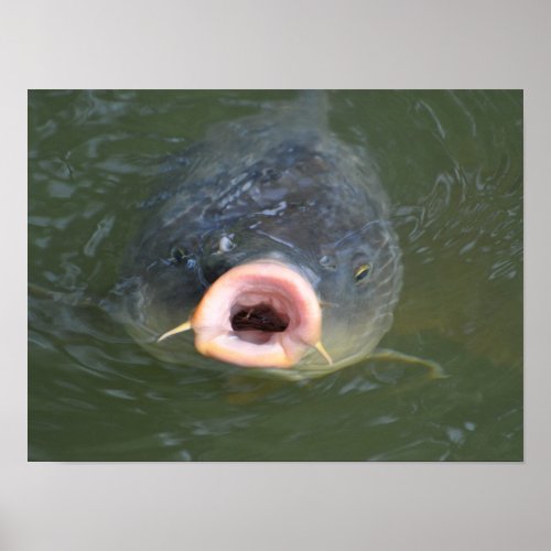 Kissing Carp Poster