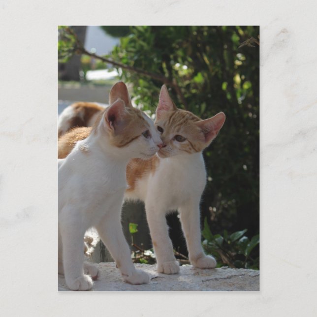 Kissing Cats Postcard (Front)