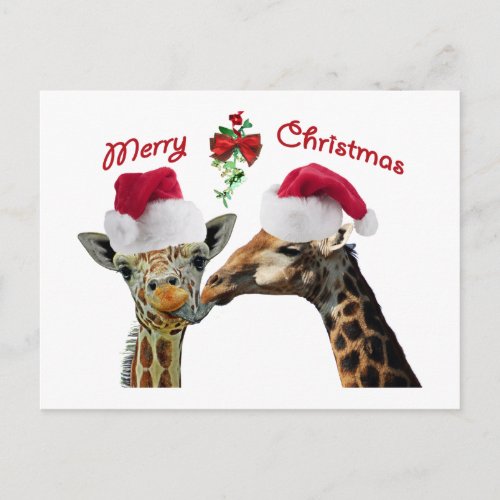 Kissing Christmas Giraffes Under Mistletoe Holiday Postcard