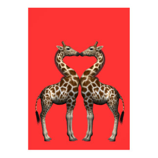 Kissing Giraffes Poster