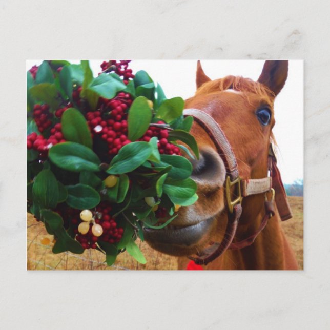 Kissing Horse under Mistletoe Postcard (Front)