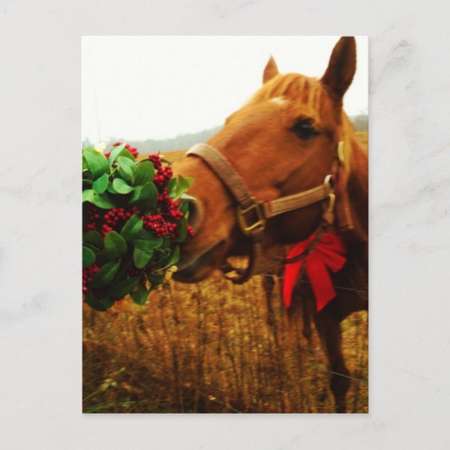 Kissing Horse under Mistletoe Postcard (Front)