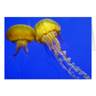 Kissing Jellyfish Cards