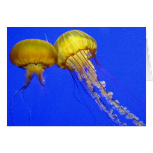 Kissing Jellyfish Cards (Front Horizontal)