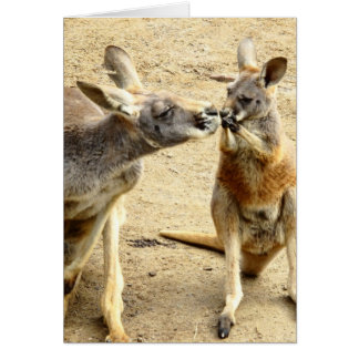 Kissing Kangaroos Cards