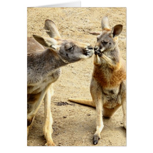 Kissing Kangaroos Cards (Front)