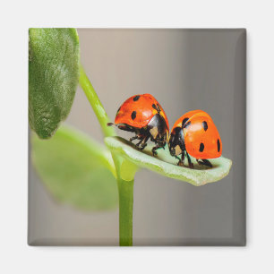 Kissing Ladybugs Magnet