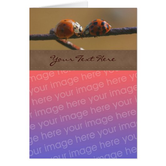 Kissing Ladybugs Nature Your Photo Card (Front)