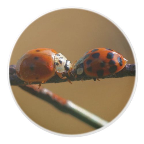 Kissing Ladybugs On A Wire Fence Close Up  Ceramic Knob