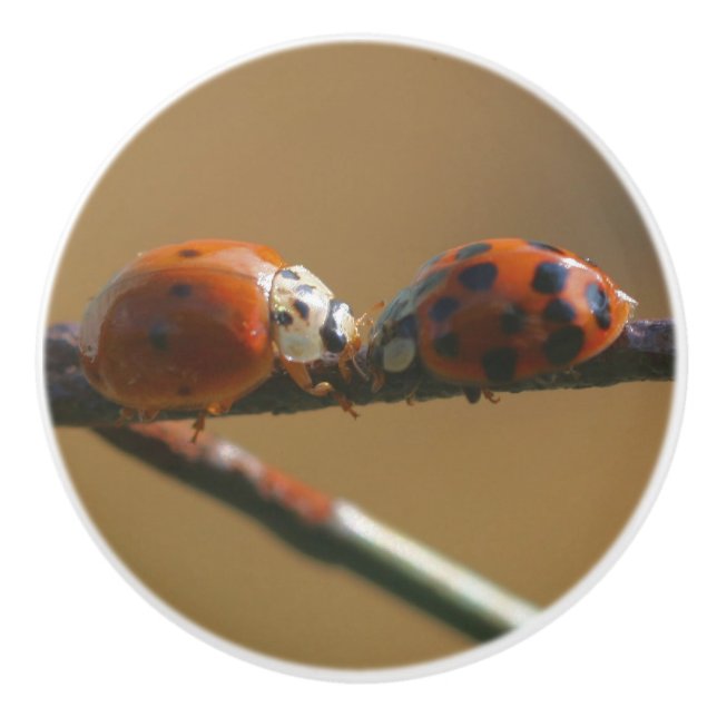 Kissing Ladybugs On A Wire Fence Close Up  Ceramic Knob (Front)