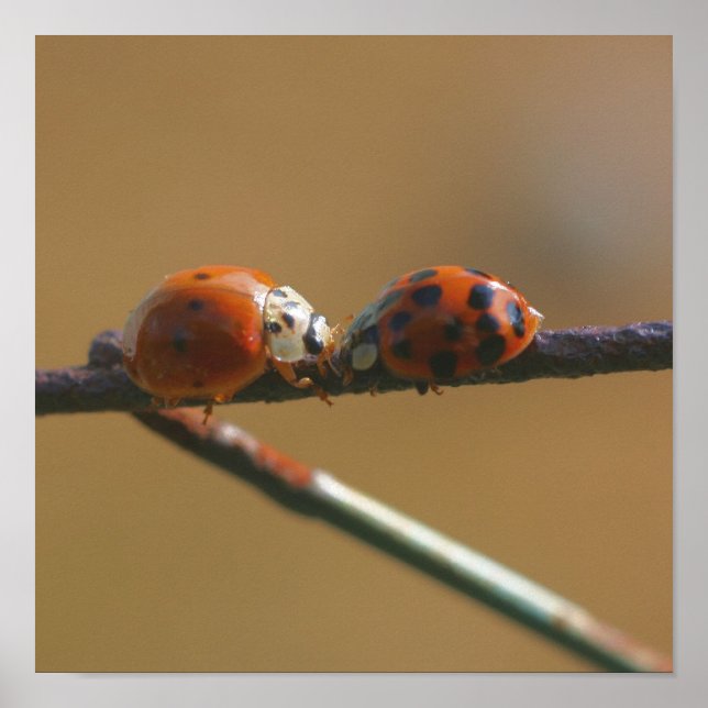 Kissing Ladybugs On A Wire Fence Close Up Poster (Front)