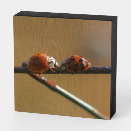 Kissing Ladybugs On A Wire Fence Close Up  Wooden Box Sign