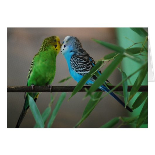 kissing parakeets (Front Horizontal)