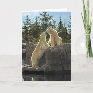 Kissing Polar Bears Card