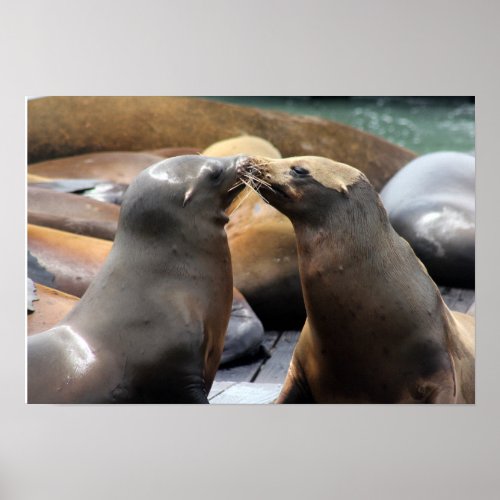 Kissing San Francisco Sea Lion Photo Poster