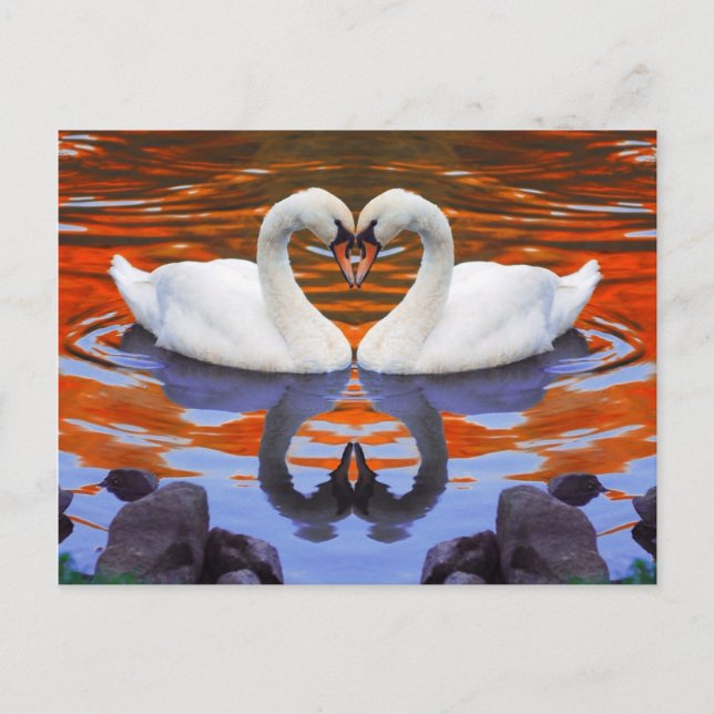 Kissing Swans in Love, Heart Shape Necks Postcard (Front)