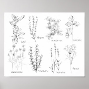 Kitchen Cooking Herbs Rosemary Basil Marjoram Poster
