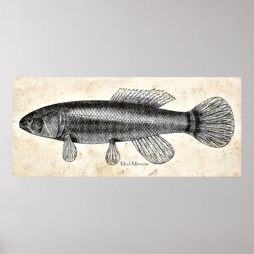 Kitchen Decor Wall Art Vintage Mud Minnow Fish
