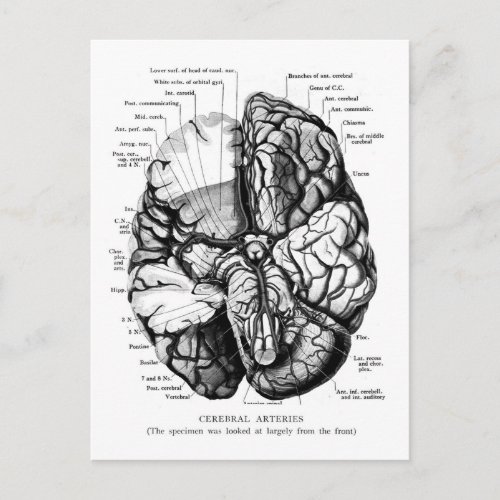 Kitsch Vintage Medical Illustration Your Brain Postcard