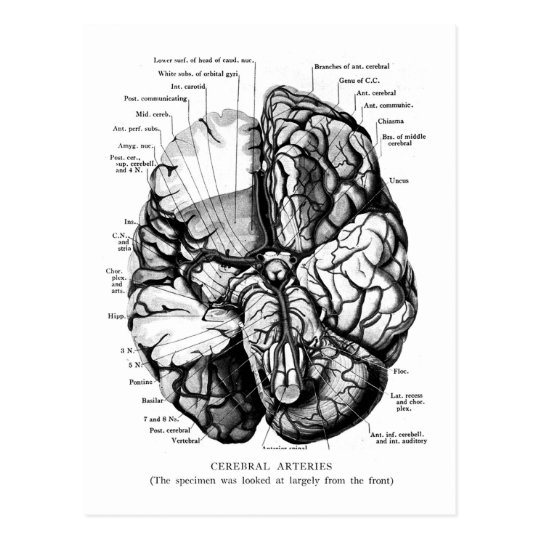 Kitsch Vintage Medical Illustration Your Brain Postcard | Zazzle.com