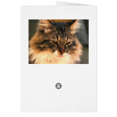 Kitt Cards (Back)