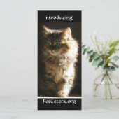 Kitten (Standing Front)