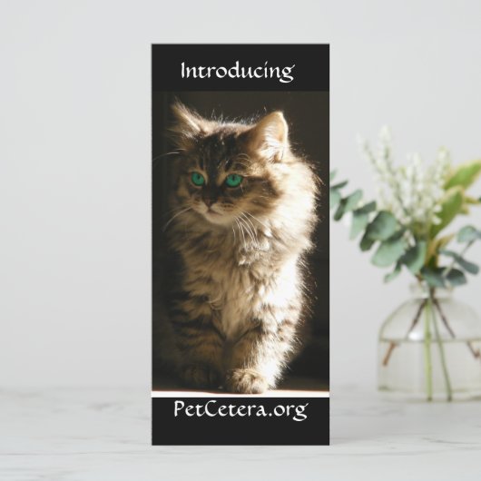 Kitten (Standing Front)