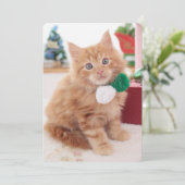 Kitten (Standing Front)