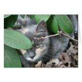 Kitten (Front Horizontal)