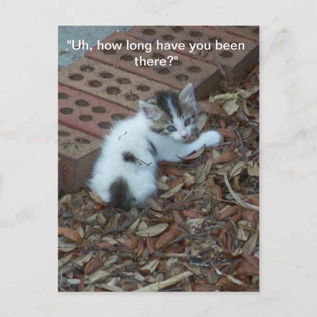 Kitten 047  Postcard (Front)