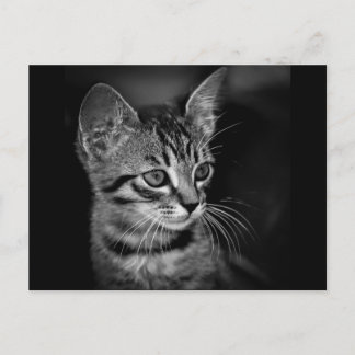 kitten-405331 BLACK WHITE kitten black white cat c Postcard