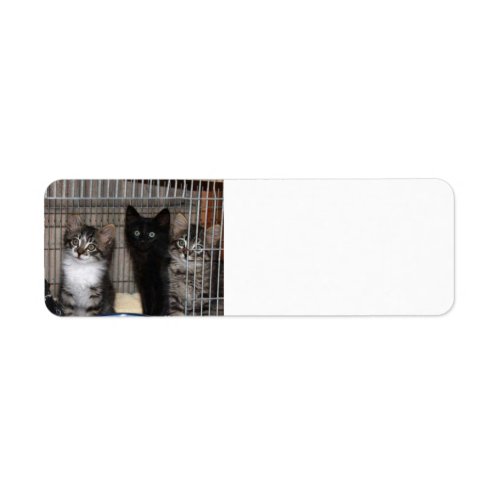 Kitten Adopt and Love Return Address Labels