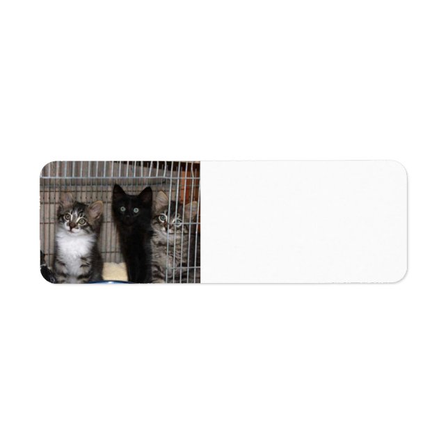 Kitten Adopt and Love Return Address Labels (Front)