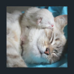Kitten and mom canvas print<br><div class="desc">Cute cats photo wall art</div>