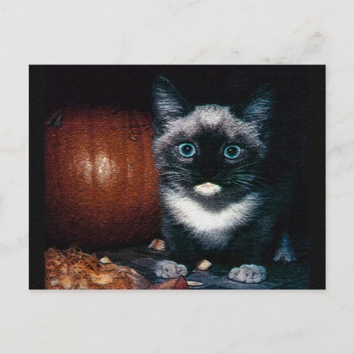 Kitten and Pumpkin for Halloween Postcard