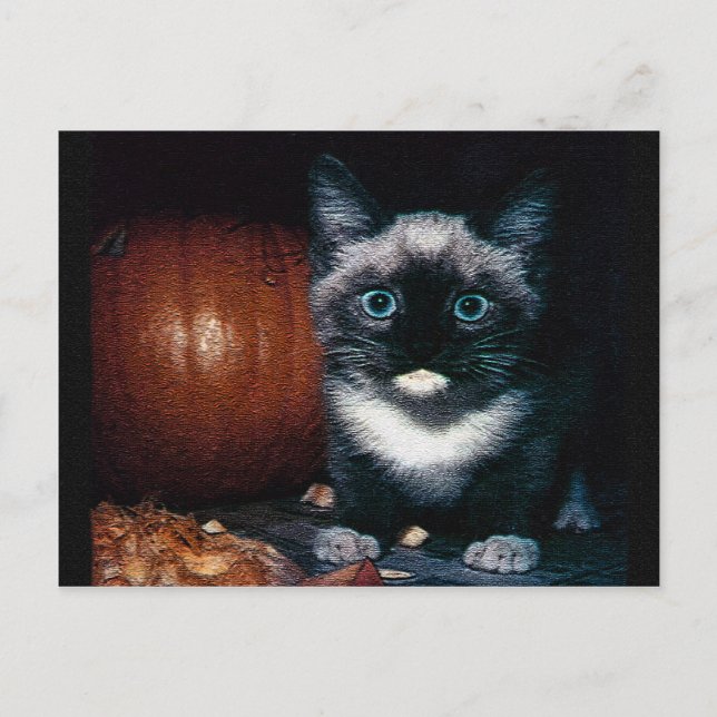 Kitten and Pumpkin for Halloween Postcard (Front)