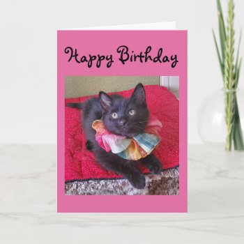 Kitten Birthday Or Special Occasion Card by Purranimals at Zazzle