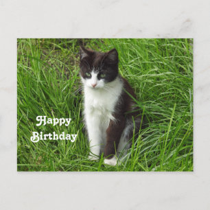 Kitten Black and White Cat Photo Birthday Postcard