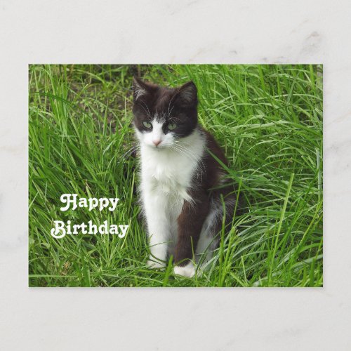 Kitten Black and White Cat Photo Birthday Postcard