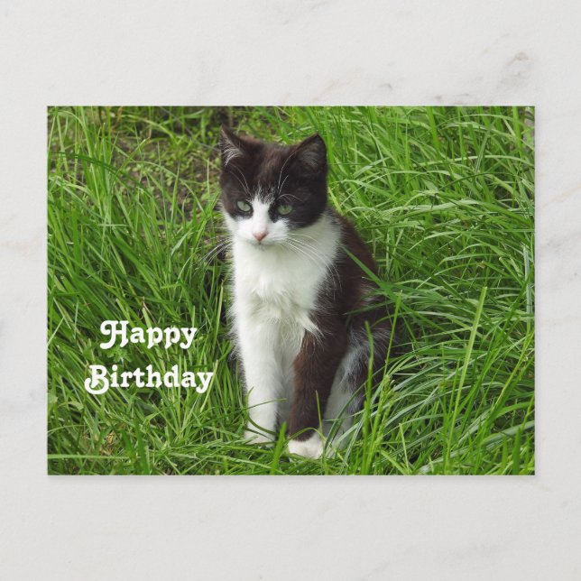 Kitten Black and White Cat Photo Birthday Postcard (Front)