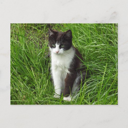 Kitten Black and White Cat Photo Postcard