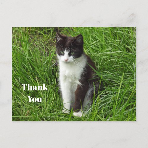 Kitten Black and White Cat Photo Thank You Postcard