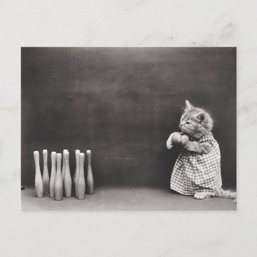 Kitten Bowling Postcard