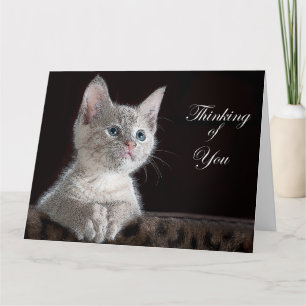 Kitten Card
