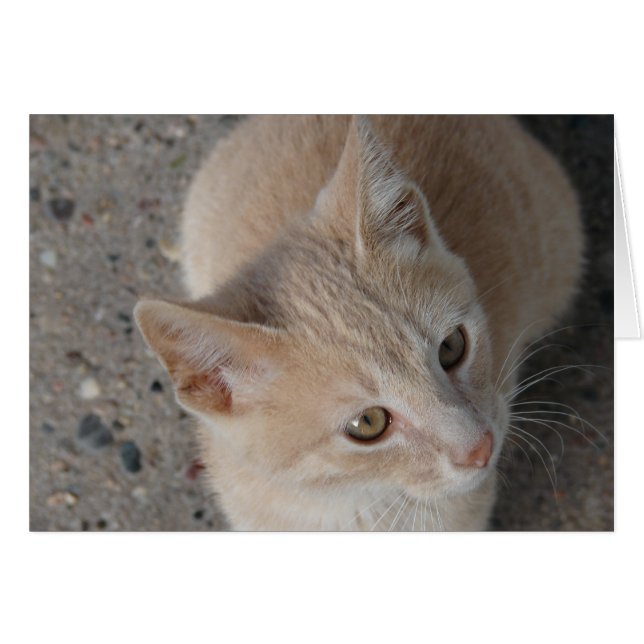 Kitten Cards (Front Horizontal)