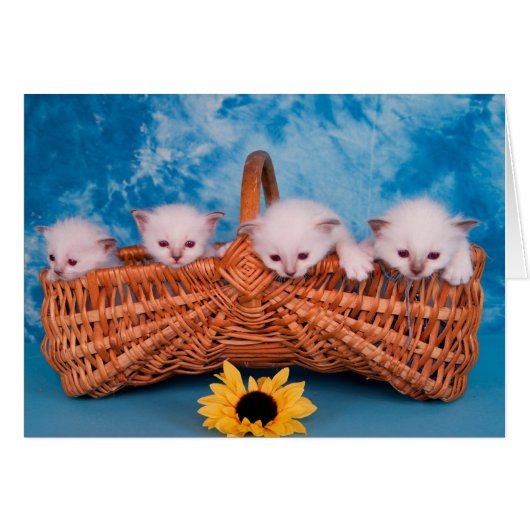 kitten cards (Front Horizontal)