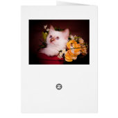 kitten cards (Back)