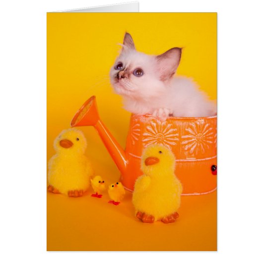 kitten cards (Front)
